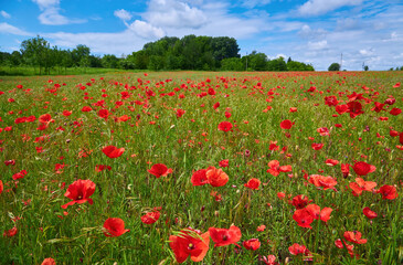 Fototapeta na wymiar Meadow with beautiful bright red poppy flowers