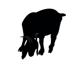 Vector flat goat silhouette isolated on white background