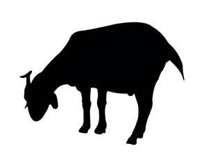 Vector flat goat silhouette isolated on white background