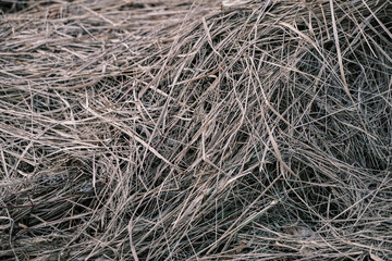 Closeup of old aged dry grass straw texture background. Macro of a textured eco natural backdrop