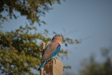 Indian Roller bird