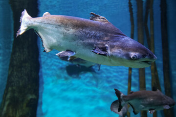 Naklejka premium Fish under water, Giant pangasius (Pangasianodon hypophthalmus)
