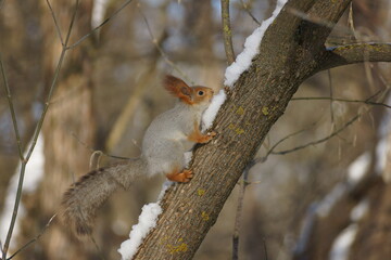 squirrel on a tree