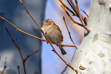 Sparrow on a tree branch. Small bird. Bird in danger of extinction.
