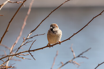 Sparrow on a tree branch. Small bird. Bird in danger of extinction.