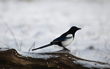 Magpie black and white birt at winter. Pica pica. Bird on a branch