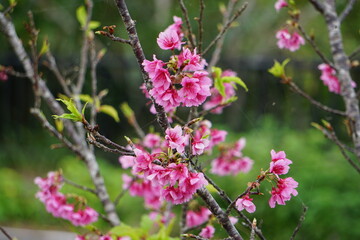 桜、サクラ、さくら、開花、ヒカンサクラ、カンヒサクラ、緋寒桜、寒緋桜、緋色、花、ピンク、植物、春、桃色、花びら、自然、満開、風景、木、ピンク色、屋外、かわいい、葉、風物詩、沖縄、石垣島、八重山、八重山諸島