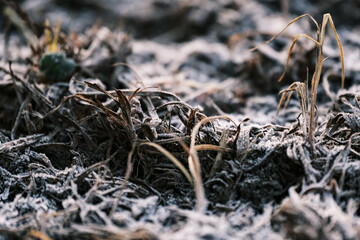 grass covered with ice and frost in the winter season, grass freezes with pieces of snow and ice on the field in the winter season