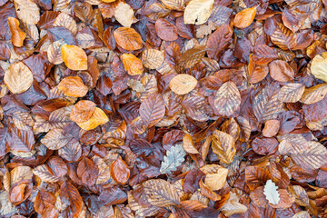 Colorful wet autumn leaves covering the ground