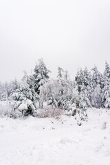 Verschneite Tannen im Nordschwarzwald in Deutschland