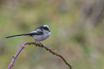 Long tailed tit on the branch