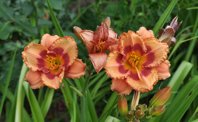 Irises blossom in the spring