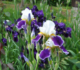 Irises blossom in the spring