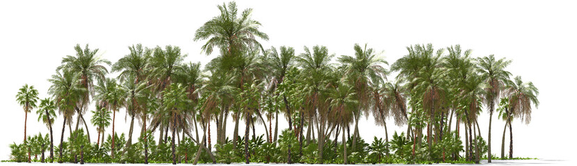 Obraz na płótnie Canvas palm trees on a tropical island hq arch viz cutout