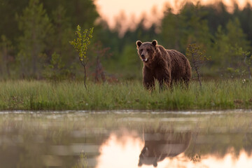Brown bear at sunset scenery