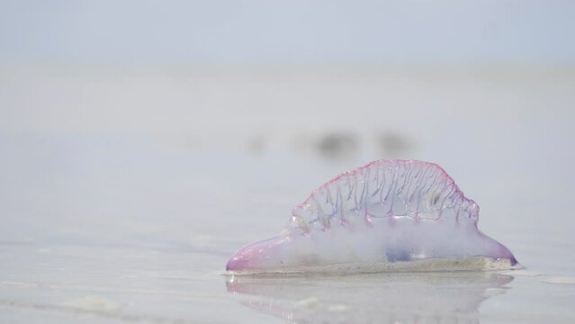 detail of jellyfish (Physalia physalis) structure in shallow water moving with the wind