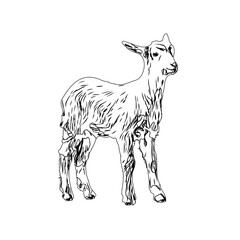 Black and white sketch of a goat with transparent background