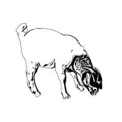 Black and white sketch of a goat with transparent background