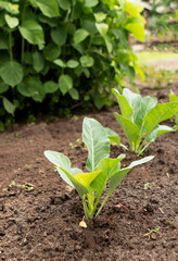 seedlings of young cabbage in the garden
