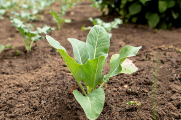seedlings of young cabbage in the garden