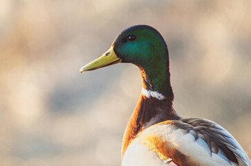 duck close up in the evening sunlight