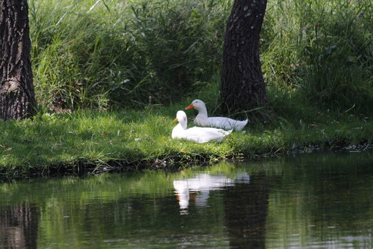 Patos blancos silvestres