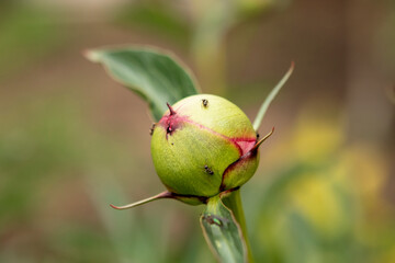 peony buds with ants in the garden