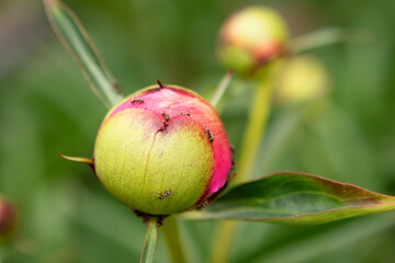 peony buds with ants in the garden