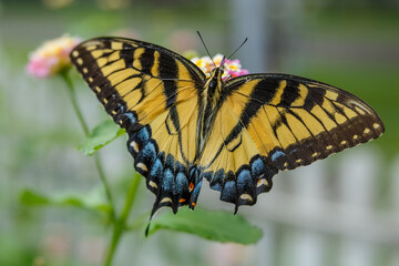 Eastern Tiger Swallowtail butterfly, with broken wing, feeds on small flowers.
