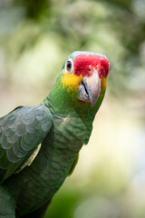 (Amazona autumnalis), also called the yellow-faced parrot, yellow-cheeked parrot, Palencan parrot, or wrens, is a species of psittaciform bird of the family Psittacidae.