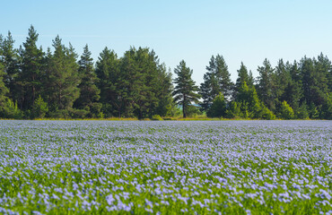 Obraz premium A blue field of flowering flax on a sunny cloudless morning against the background of a forest and a blue sky