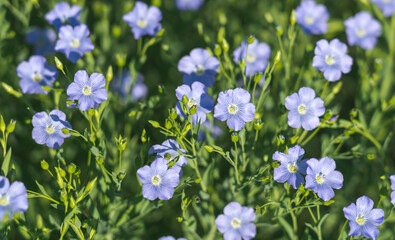 Blue flowers of blooming flax on a sunny morning close-up on a flax field