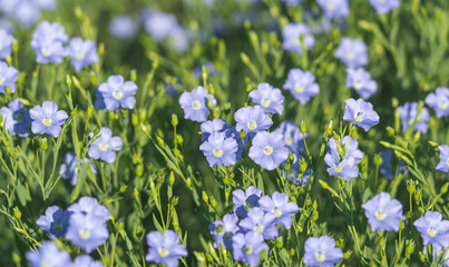 Obraz na płótnie Canvas Blue flowers of blooming flax on a sunny morning close-up on a flax field