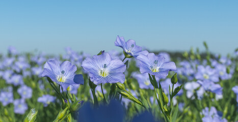 Obraz na płótnie Canvas Blue flowers of blooming flax on a sunny morning close-up on a flax field