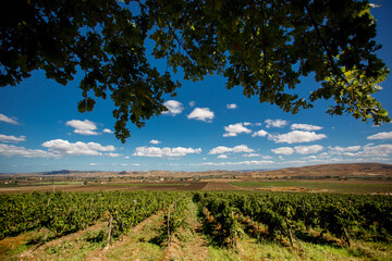Fototapeta na wymiar Italian vineyard in Molise with tree leaf in front and cloudy sky and blue sky
