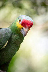 (Amazona autumnalis), also called the yellow-faced parrot, yellow-cheeked parrot, Palencan parrot, or wrens, is a species of psittaciform bird of the family Psittacidae.