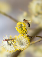 Flowering tree Salix caprea in early spring, bee collects nectar pollinating flowers