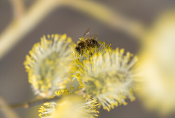 Flowering tree Salix caprea in early spring, bee collects nectar pollinating flowers