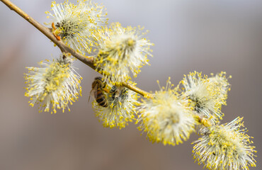 Flowering tree Salix caprea in early spring, bee collects nectar pollinating flowers