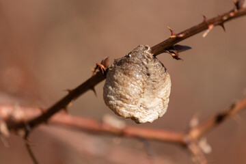 This is an Asian mantis nest stuck to a picker bush on the edge of a trail. This type of preying...