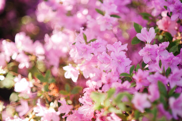 Blooming pink azalea flowers close up nature spring background. floral background lush fresh azalea flowers. Beautiful Rhododendron. springtime in botanical garden. Bush in bloom. Place for text.