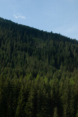 View on forest with spruce in mountains