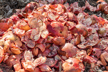 Group of fresh pomegranate fruit peels in the garden in summer