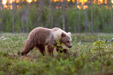Brown bear cub walking at sunset