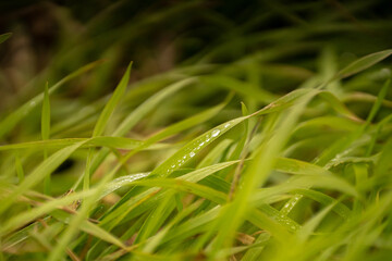 Nahaufname von Wassertropfen auf mehreren grünen Grashalmen in der Natur