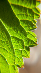 Nervios en hoja verde de arbusto en el bosque