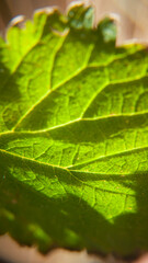 Nervios en hoja verde de arbusto en el bosque