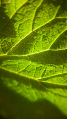 Nervios en hoja verde de arbusto en el bosque