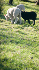 Corderos blancos y negros en pradera de pastos