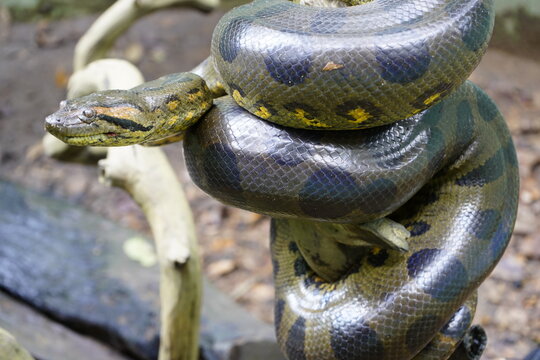 The boa constrictor (scientific name also Boa constrictor), also called the red-tailed boa, is a species of large, non-venomous, heavy-bodied snake that is frequently kept and bred in captivity. 